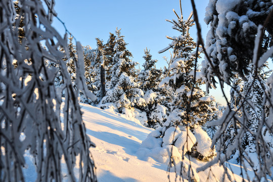 树积雪大雪夕阳