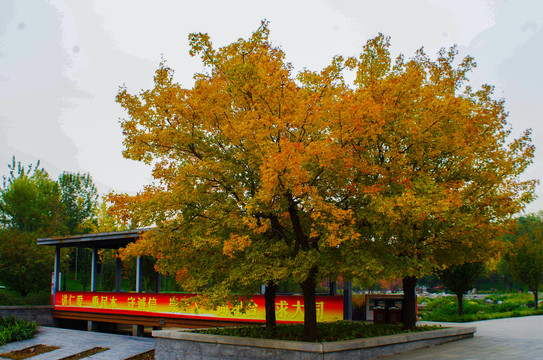 北京大望京公园