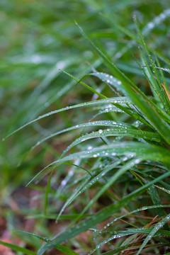 雨后挂水珠的小草和小花