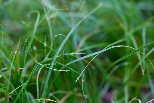 雨后挂水珠的小草和小花