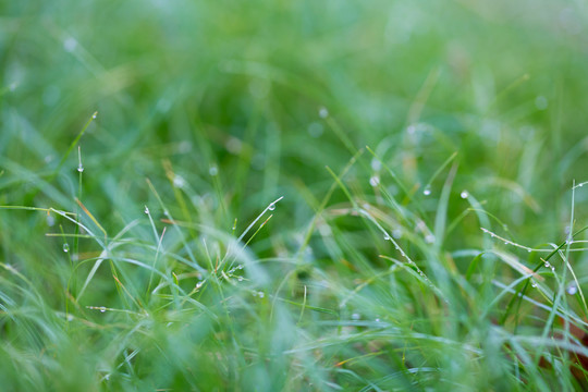 雨后挂水珠的小草和小花