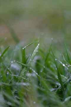 雨后挂水珠的小草和小花