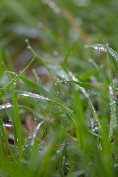 雨后挂水珠的小草和小花