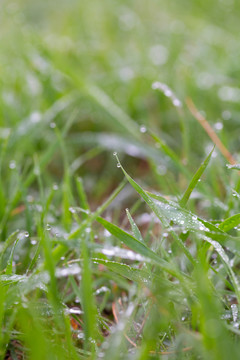 雨后挂水珠的小草和小花