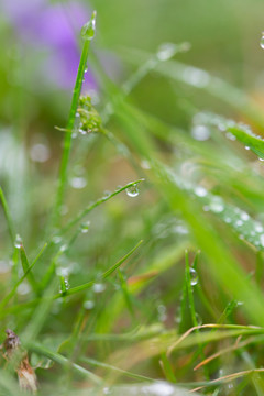 雨后挂水珠的小草和小花