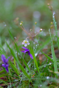 雨后挂水珠的小草和小花