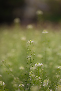 雨后挂水珠的小草和小花