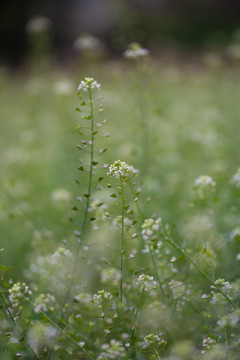 雨后挂水珠的小草和小花