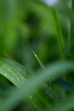 雨后挂水珠的小草和小花