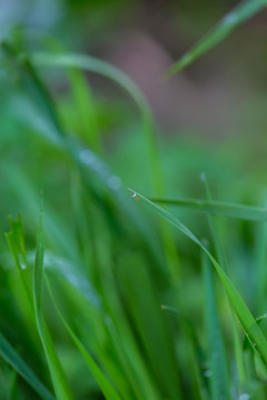 雨后挂水珠的小草和小花