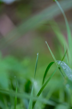 雨后挂水珠的小草和小花