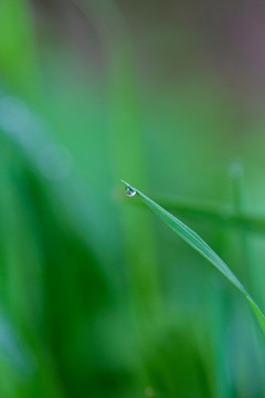 雨后挂水珠的小草和小花