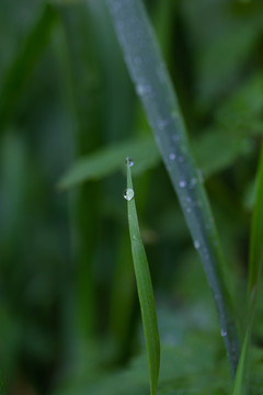 雨后挂水珠的小草和小花