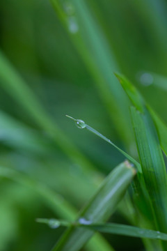 雨后挂水珠的小草和小花