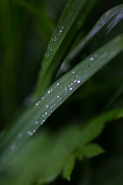 雨后挂水珠的小草和小花