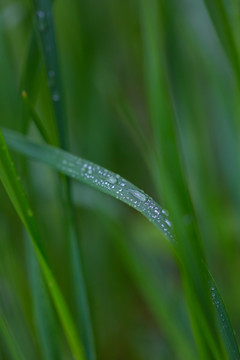 雨后挂水珠的小草和小花