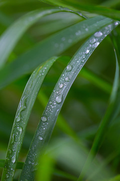 雨后挂水珠的小草和小花