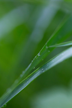 雨后挂水珠的小草和小花