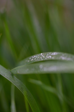 雨后挂水珠的小草和小花