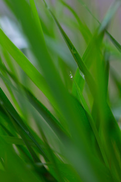 雨后挂水珠的小草和小花