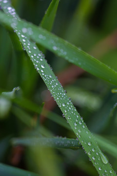 雨后挂水珠的小草和小花