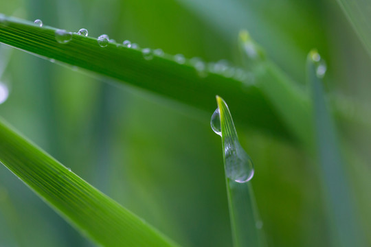 雨后挂水珠的小草和小花