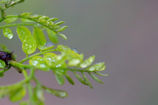 雨后的绿叶