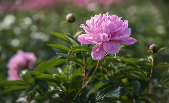 芍药花