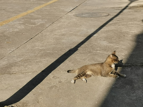 晒太阳的猫咪