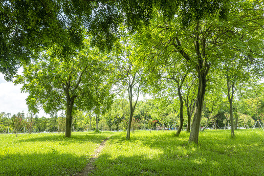 陽光樹林草地