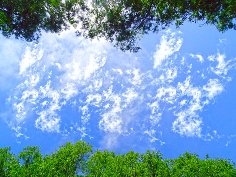 绿植天空边框