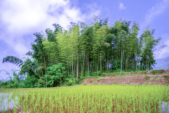 农田与植物