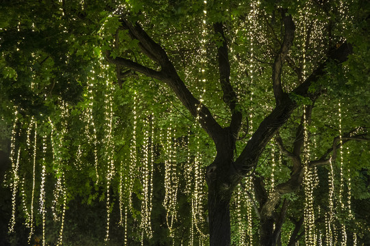 树木灯带