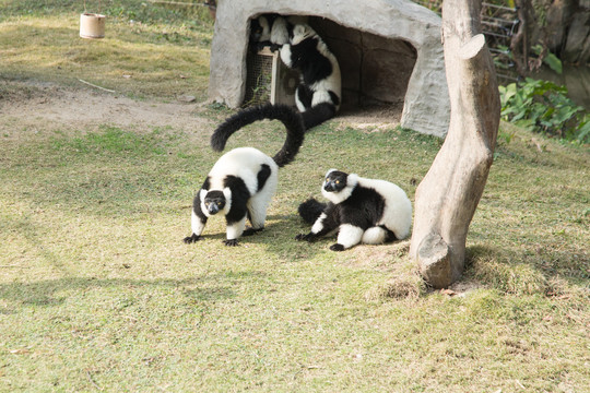 上海野生动物园里的黑白领狐猴