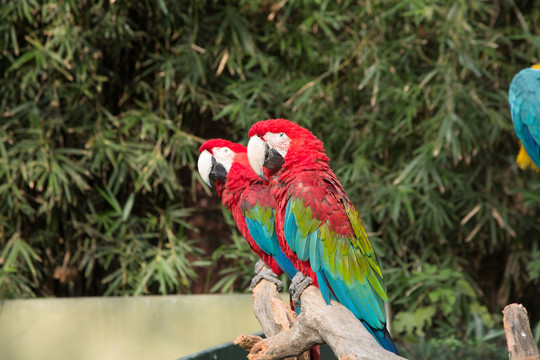 上海野生动物园里的红绿金刚鹦鹉
