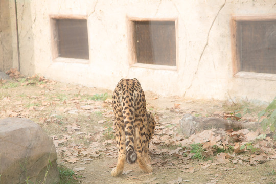 上海野生动物园的猎豹