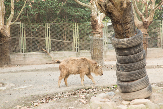 上海野生动物园里的羚牛