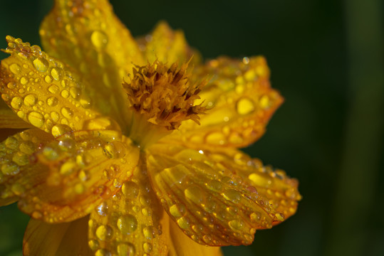 百日菊