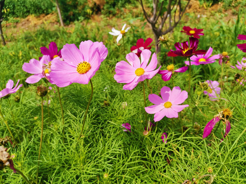 格桑花海