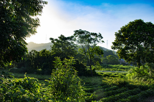 乡村景色