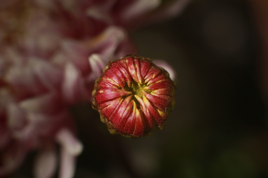 花的特写