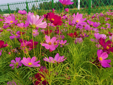 格桑花海