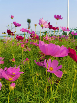 格桑花