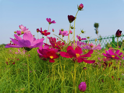 格桑花