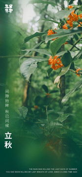 金秋桂