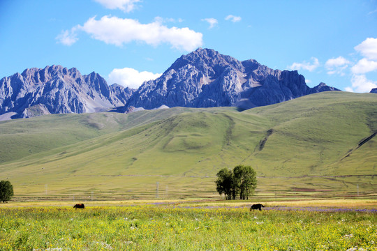西藏昌都草原