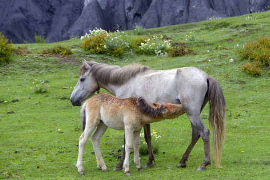 草原哺乳的母马和幼马