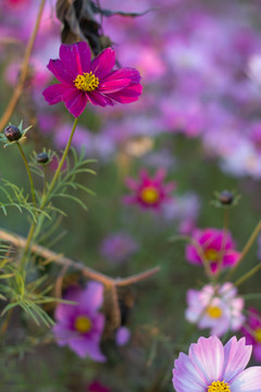 格桑花