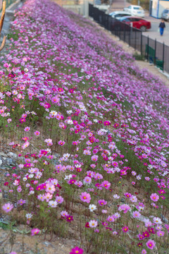 格桑花