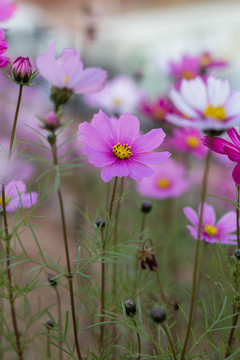 格桑花